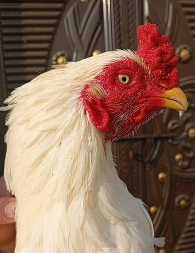 3 aseel high quality murga for sale