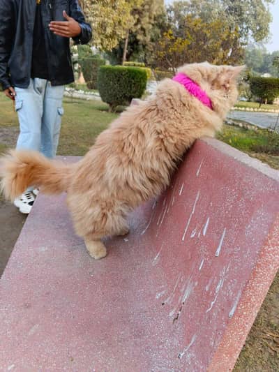 persian cat / Triple coated /male cat