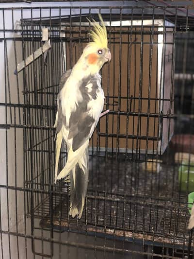 cockatiel common vpied pair