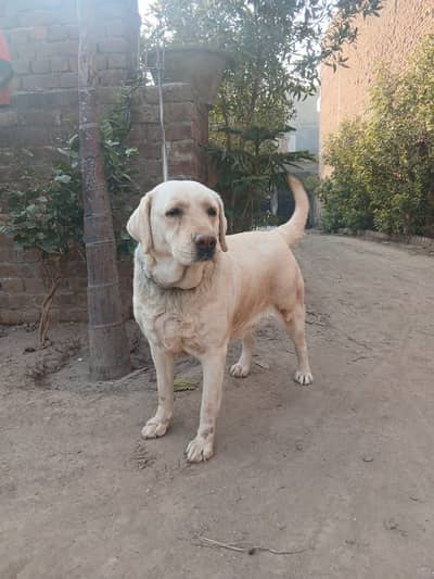 Labrador Dog