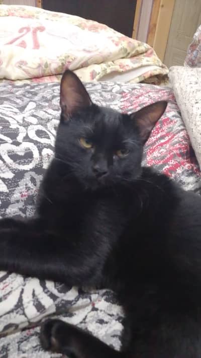 Black kitten for sale friendly and litter trained