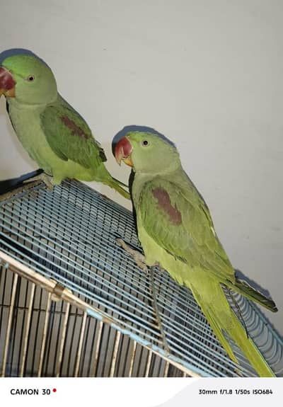 kashmiri raw parrot 8 month age for saleMy WhatsApp number 03280797078