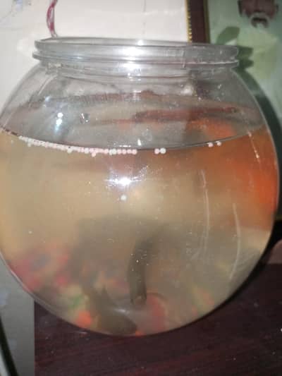 I am selling 2 big  gold fish 4 small fish  1 turtle and  big size bol