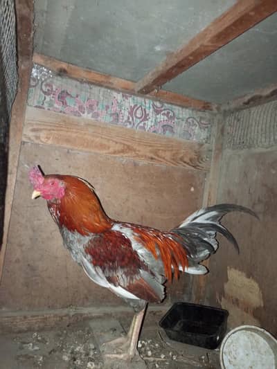 aseel murga for sale