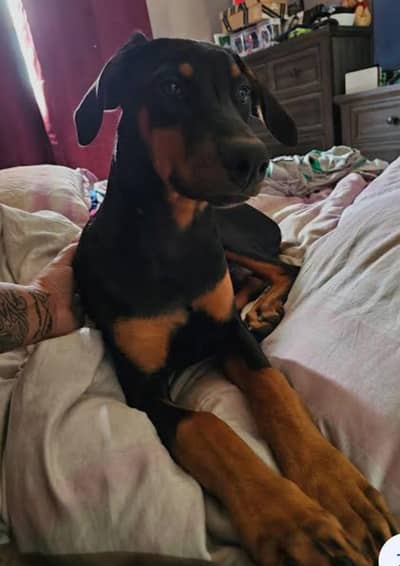 European Doberman female high quality Pedigree female