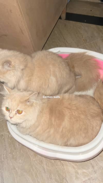 Persian cats female pair