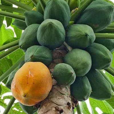 papaya hybrid plant