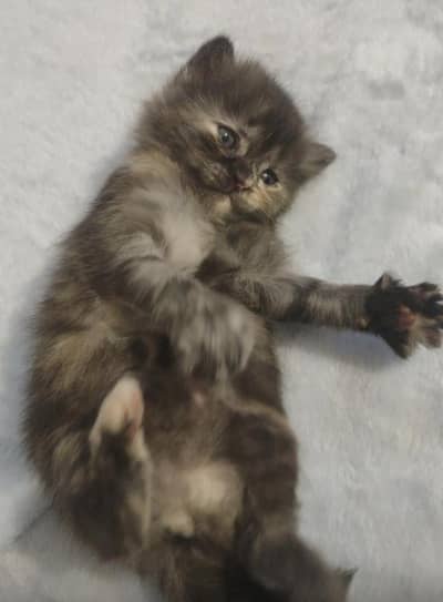 female persian cat sale