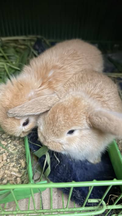 Holland Lop Golden Healthy and Active Pair
