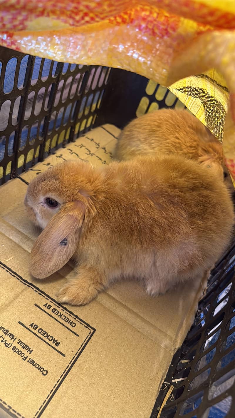 Holland Lop Pure Breed – Extreme Punched Face Pair - Rabbits - 1110695023
