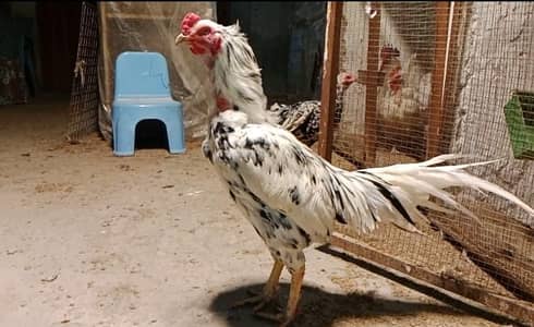 King size wight Shamoo Male