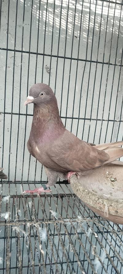 high quality joron waly kboter breeder setup for sale