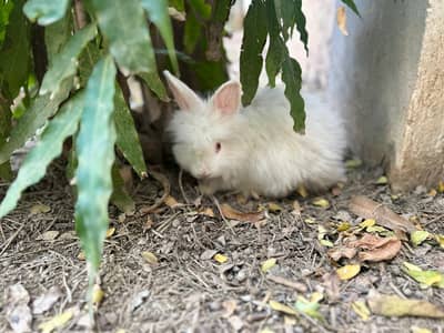 pure English loin head angora bunnies