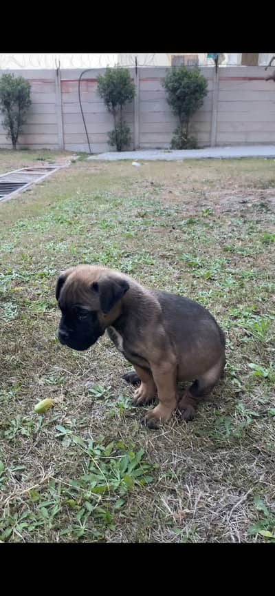 America BullMastiff Male