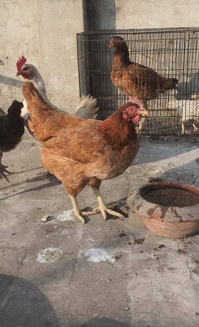 Desi Hens Desi murgi