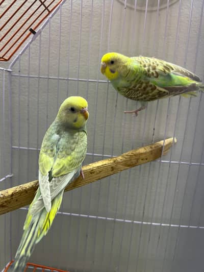 Rainbow  male mauve cw yf top quality and fbg yf female