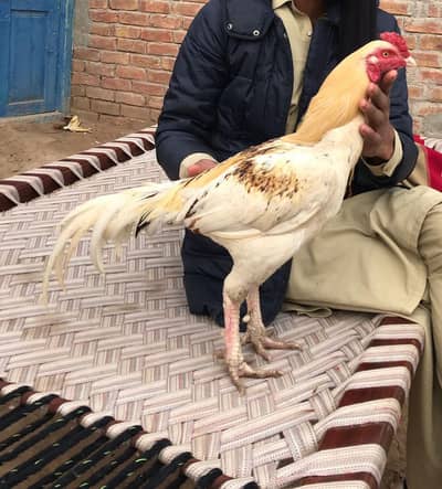 Ya white china male for sale ha  tapne ke video mil jya ge