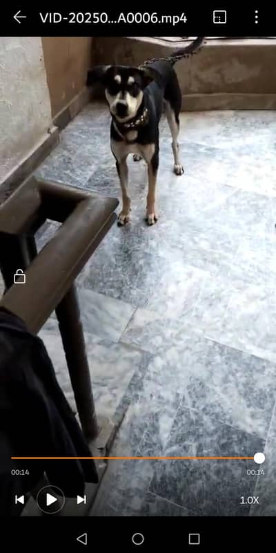 cross breed male guard dog for security