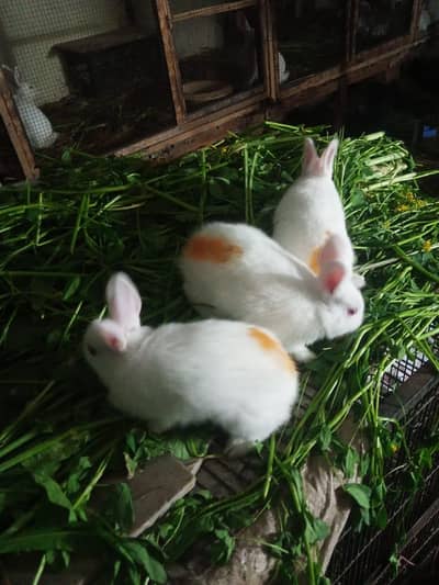 new Zealand white & Angora