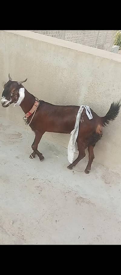 Kamori bakri 2dant time 1st time bacha deya hai male hai