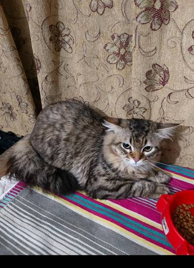 vaccinated Persian male cat for sale
