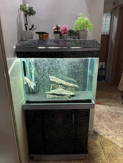 2 Feet Beautiful Aquarium