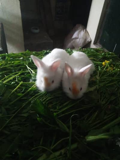 newzeeland white bunny