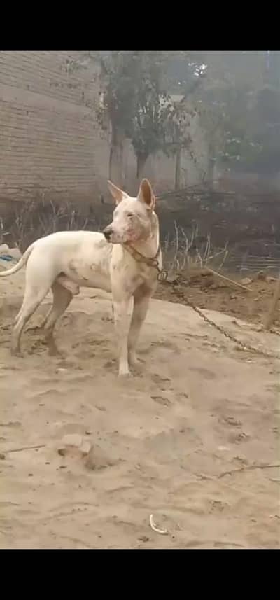 gultair male in kotaddu