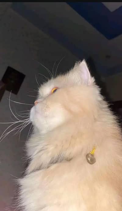 persian male cat for sale / also for mating avaliable