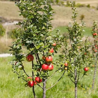 Apple plant