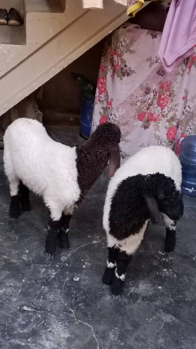 Dumba For Sell: 0302-2709261.