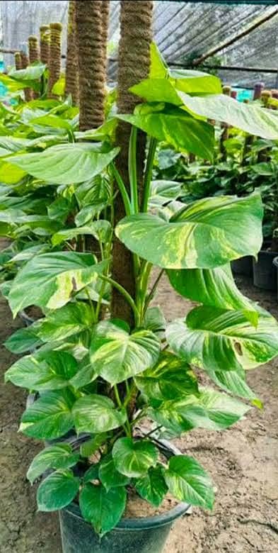 money plant