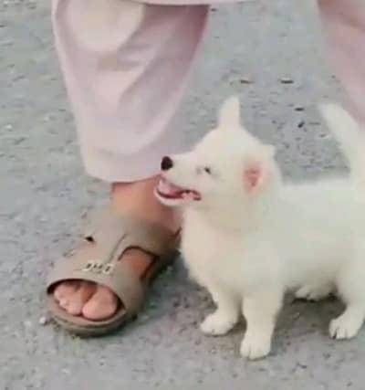 Russian puppies helthy and happy dog for sale