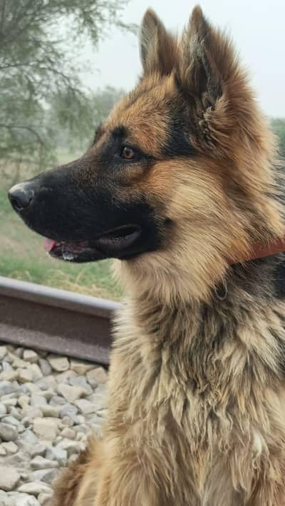 german shepherd