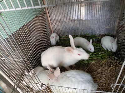 white red eyes rabbit