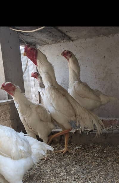 1 male 3 females / shamo female / shamo male / white shamo / shamo