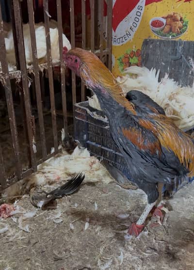 Birmi pure long height male