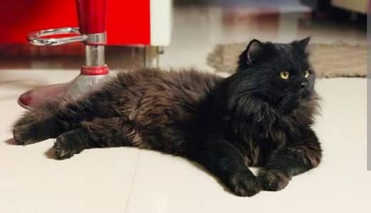 breeder set one male three females