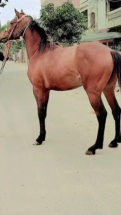 ful tharo bridge colt