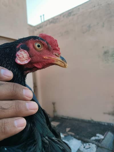 muskal sawa lasani cross phata for sale