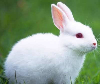 Red eye white rabbit babies for sale