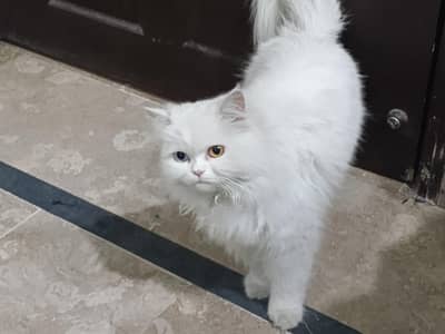 Persian white cat
