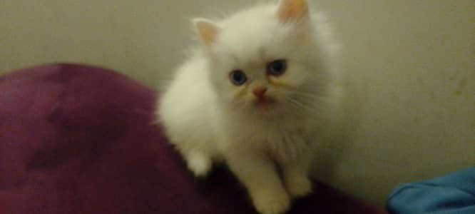 Persian kittens for sale with mother