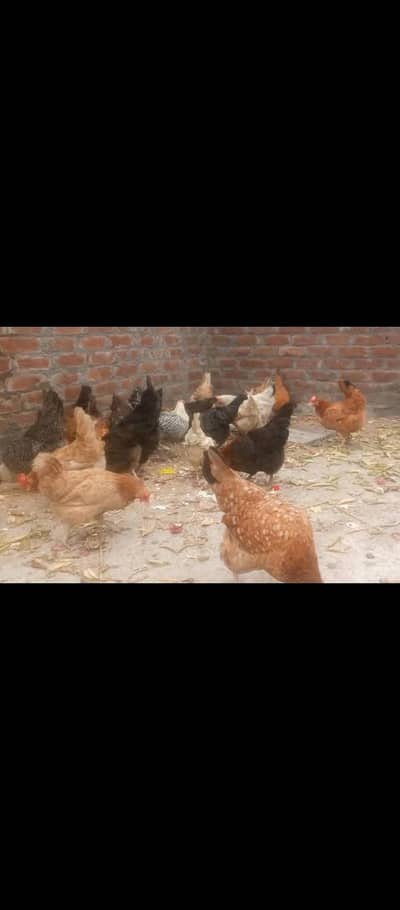 Ghar ki paali hui egg wali hens Available  03265439041