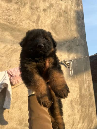German shepherd male puppy for sale