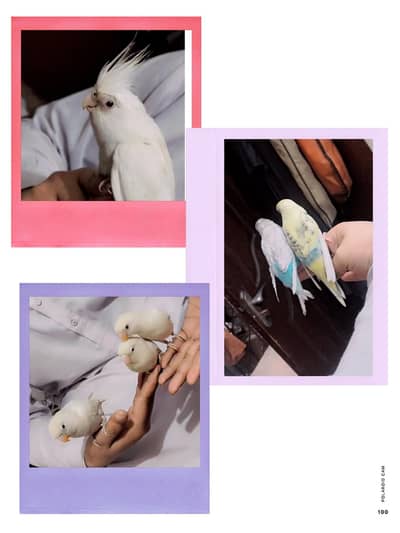 hande tame cocktail lovebird and budgies exchange possible hai