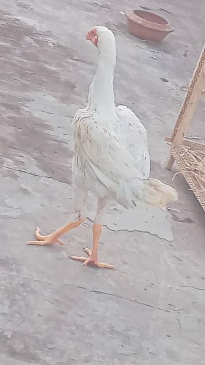 King size o shamo pair