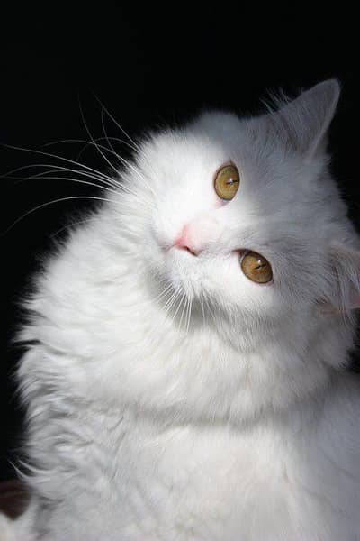 Pure White Persian Cat – Golden Eyes Beauty for Sale"