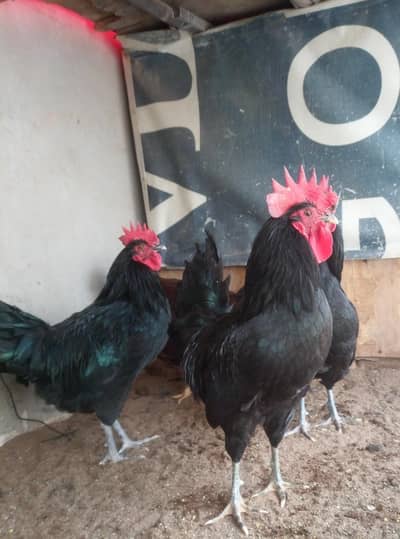 Australorp Breeder males