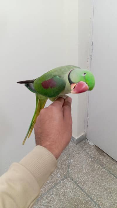 Kashmiri Raw parrot